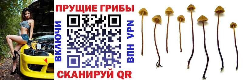 Псилоцибиновые грибы ЛСД  площадка официальный сайт  Железногорск-Илимский  магазин  наркотиков 